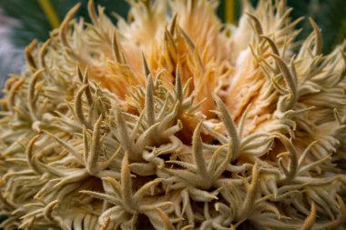 Tillandsia bitkisinin yakın çekimi.