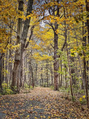 Westfield, Indiana 'daki ormandaki sonbahar ağaçları.