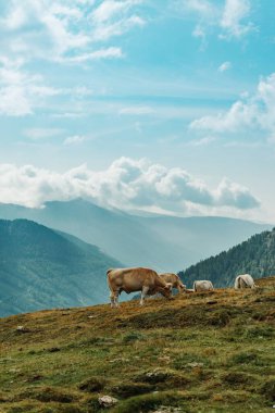 Dağ sıraları ve arka planda bulutlu gökyüzü olan bir uçurumda ineklerin dikey görüntüsü.