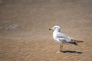 Güneşli bir günde kumsalda duran beyaz bir martının yakın çekimi.