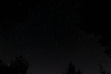 Gece boyunca güzel yıldızlı gökyüzü, ağaçların tepelerinde yolunu açıyor, uzayı kopyalıyor.