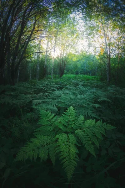 Tájkép Egy Tisztás Erdőben Páfrányok Napfény Átszúrja Lombozat Nyáron — Stock Fotó