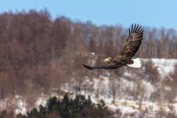 White Tailed Eagle Flying Sky — Stock Photo, Image