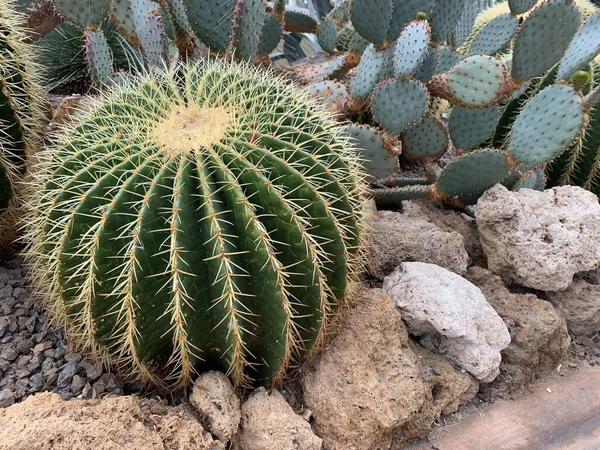 Närbild Echinocactus Grusonii Guldfat Kaktus — Stockfoto