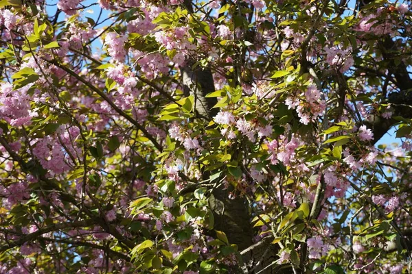 美丽的日本樱花 Prunus Serrulata — 图库照片