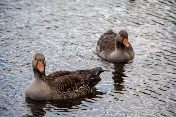 Den Höga Vinkel Närbild Två Toulouse Gäss Fredligt Simmar Vattnet — Stockfoto