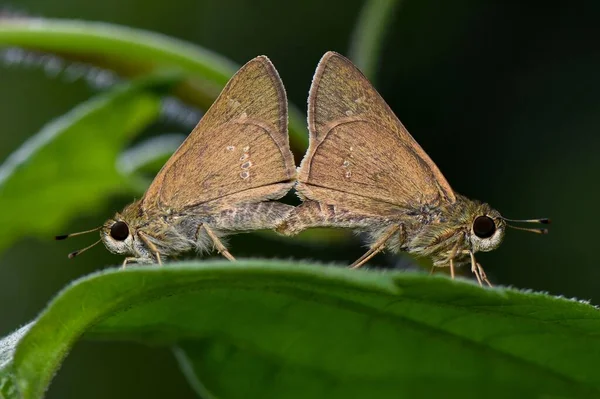 Los Patrones Brasileños Calpodes Ethlius Apareándose Hoja — Foto de Stock