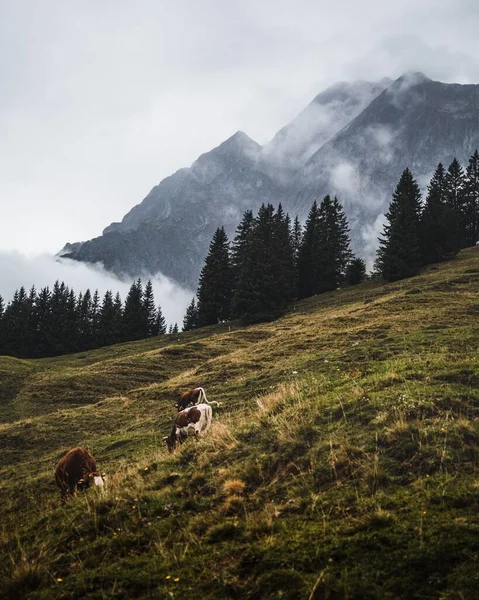 Una Hermosa Vista Vacas Pastando Una Colina Montañas Con Nubes —  Fotos de Stock