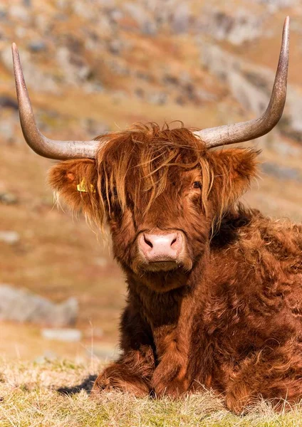 Eine Vertikale Aufnahme Einer Braunen Kuh Auf Einem Feld Den — Stockfoto