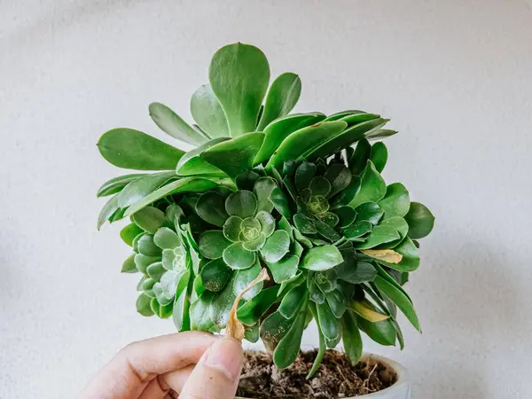 Közeli Kép Egy Kéz Amely Gondoskodik Aeonium Arboreum Növény — Stock Fotó