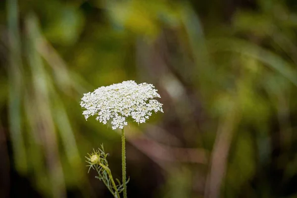 Zbliżenie Ujęcie Kwitnących Białych Kwiatów Czosnku Polu — Zdjęcie stockowe