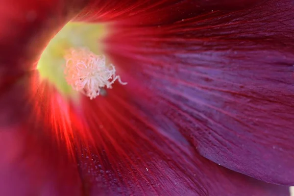 红色软糖的雄蕊和花粉的宏观照片 完美的壁纸 — 图库照片