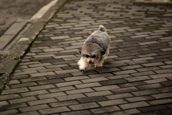 Close Adorável Dandie Dinmont Terrier Andando Rua — Fotografia de Stock