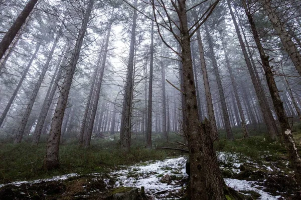 Panoráma Hosszú Fák Egy Gyönyörű Erdőben Egy Komor Napon — Stock Fotó