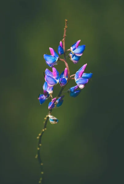 lupin flower on a dark green smooth background