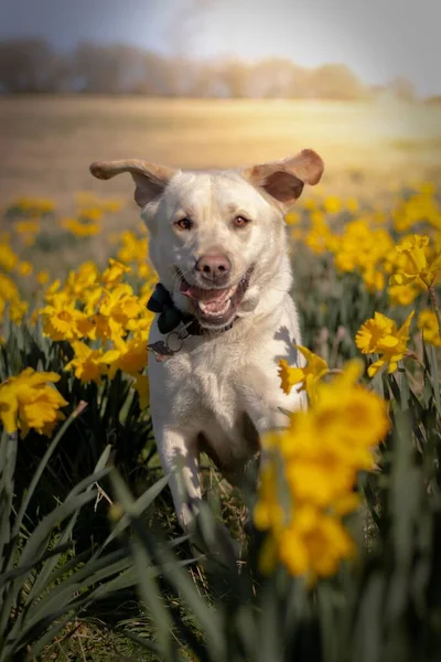 Een Close Shot Van Een Labrador Retriever Hond Het Bloemenveld — Stockfoto