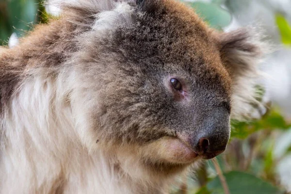 A closeup of a koala bear. Animal portrait.