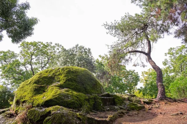 Enorme Roca Granito Bosque Cubierto Musgo Verde Liquen Whit Espacio — Foto de Stock