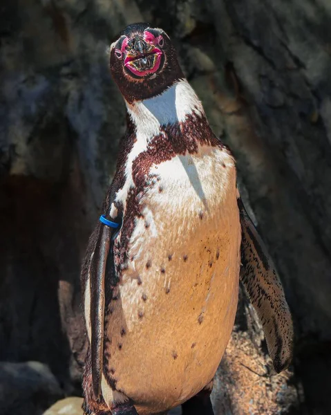 Κάθετη Άποψη Ενός Πιγκουίνου Humboldt Μια Ηλιόλουστη Μέρα — Φωτογραφία Αρχείου