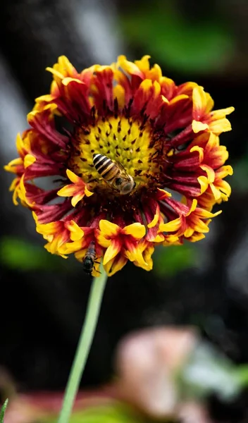 Une Abeille Recueillant Nectar Fleur Jaune — Photo