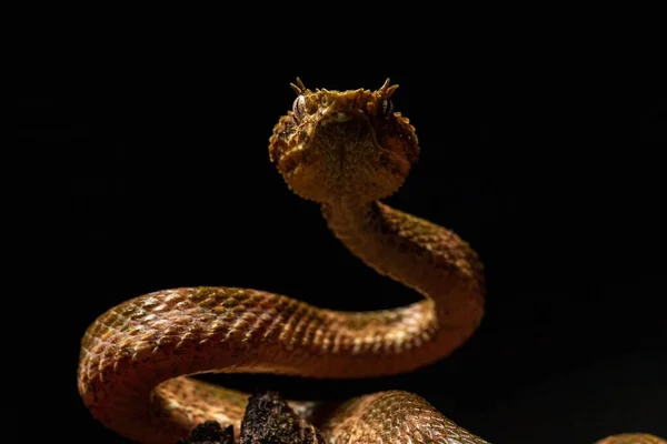 Close Uma Víbora Venenosa Craspedocephalus Puniceus Rastejando Galho Árvore — Fotografia de Stock