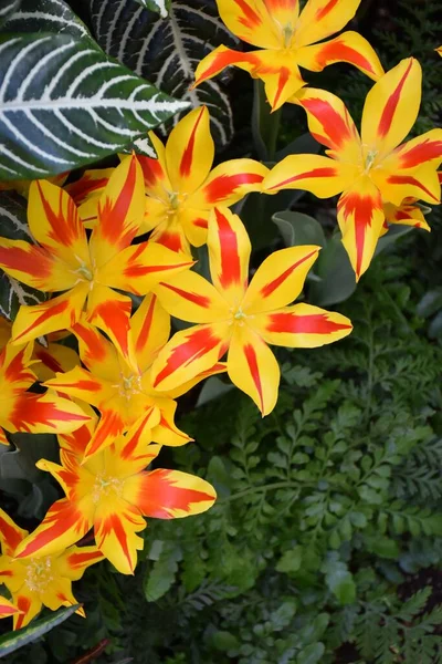 A vertical shot of fly-away tulips in a garden
