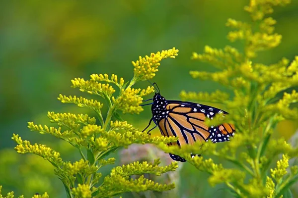 Plan Rapproché Papillon Monarque Perché Sur Une Plante Fleurs Plein — Photo