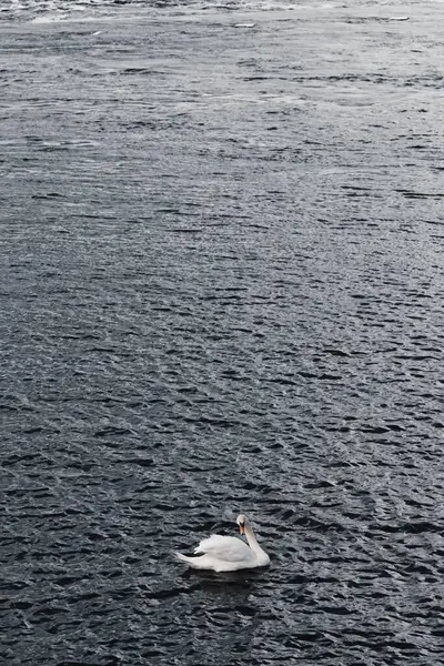 Cigno Bianco Che Galleggia Sul Lago — Foto Stock