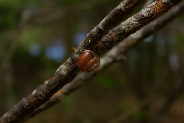 Primer Plano Caracol Una Rama —  Fotos de Stock