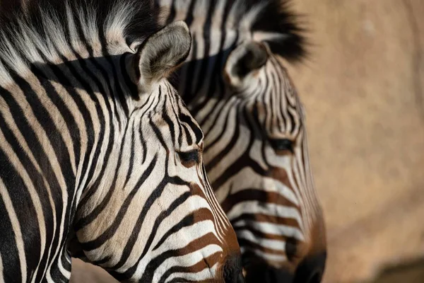 Closeup Shot Heads Two Zebra Next Each Other — Stock Photo, Image