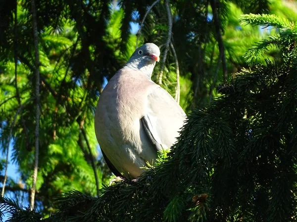 Primer Plano Una Paloma Madera Común Posada Una Rama Bosque —  Fotos de Stock