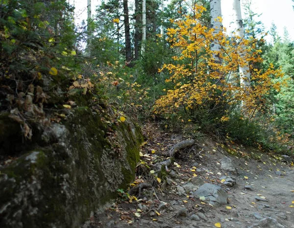 Primo Piano Alberi Che Crescono Una Foresta Con Una Roccia — Foto Stock