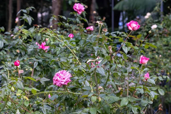 Różowe Róże Ogrodzie Casa Das Rosas Sao Paulo Brazylia — Zdjęcie stockowe