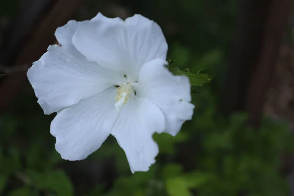 Gros Plan Hibiscus Blanc — Photo