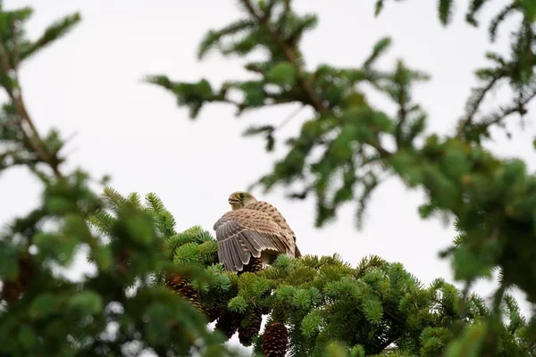 Faucon Perché Sur Épicéa — Photo