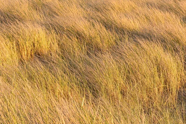 Ein Getrocknetes Braunes Gras Strandnähe Einem Sonnigen Tag — Stockfoto