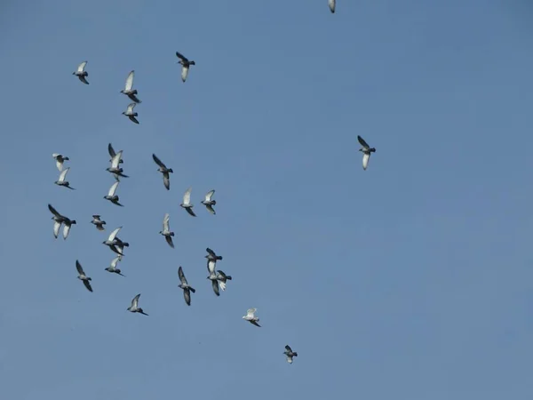 Een Uitzicht Van Kudde Van Vogels Vliegende Blauwe Lucht — Stockfoto