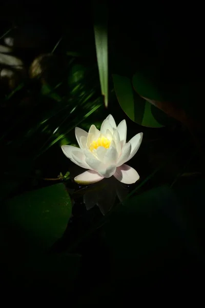 Ένα Κάθετο Πλάνο Ενός Λευκού Λουλουδιού Που Ανθίζει Στον Κήπο — Φωτογραφία Αρχείου