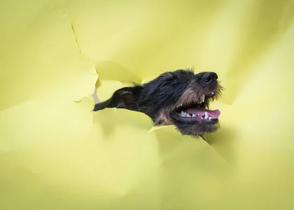 Closeup Jagdterrier Sticking Out Its Head Yellow Paper Background — Stock Photo, Image