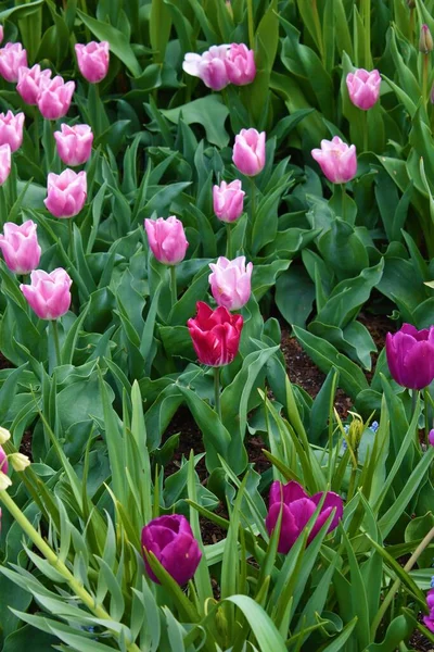 Eine Vertikale Aufnahme Von Rosa Tulpen Einem Garten — Stockfoto