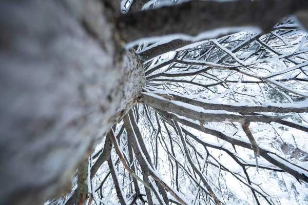 Een Lage Hoek Van Een Boom Bedekt Met Sneeuw — Stockfoto