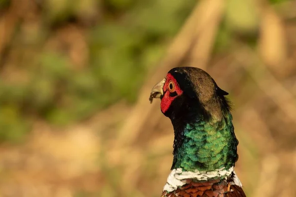 Closeup Headshot Male Ring Necked Pheasant Cock Soft Focus Natural — Stock Photo, Image