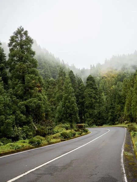 Вертикальний Знімок Дороги Між Деревами Похмурий День Туманом — стокове фото