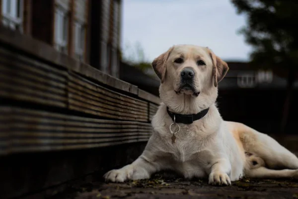 Una Vista Perro Labrador Retriever Sentado — Foto de Stock