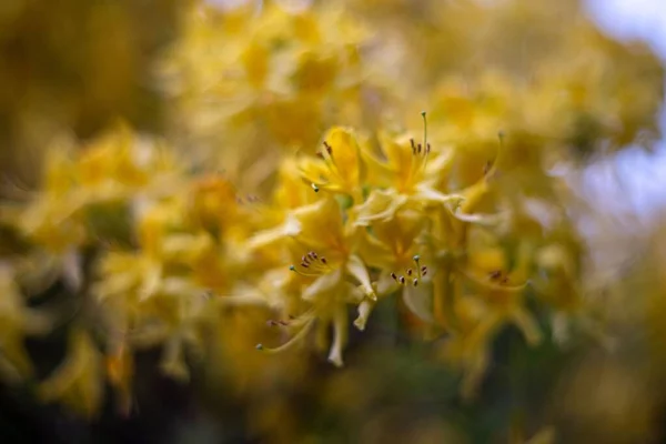 Κοντινή Θέα Των Κίτρινων Πέταλων Λουλουδιών — Φωτογραφία Αρχείου