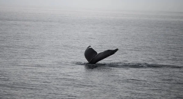 속으로 뛰어드는 고래의 — 스톡 사진