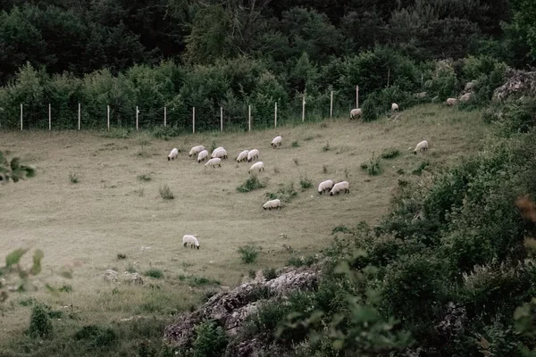 Ovce Jedí Trávy Pastvinách — Stock fotografie