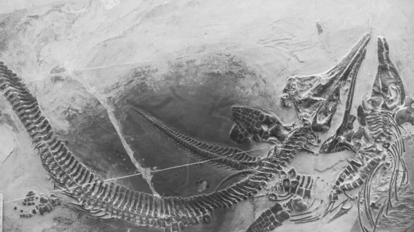 歴史生物博物館に展示されている龍の化石の黒と白のショット — ストック写真