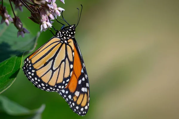 Gros Plan Papillon Monarque Sur Une Fleur Asclépiade Commune — Photo