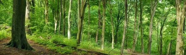 Panoramic Shot Dense Trees Forest — Stock Photo, Image